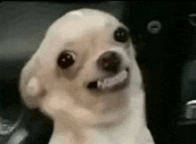 a small white dog is making a funny face while looking at the camera .