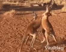 Fighting Boxing GIF - Fighting Boxing Argument GIFs