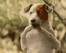 Pancho Perro GIF - Pancho Perro Dog GIFs