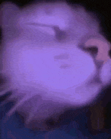 a close up of a cat 's face with a purple light behind it .