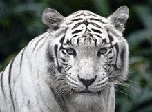 a close up of a white tiger with blue eyes looking at the camera