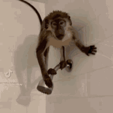 a monkey is hanging from a shower head in a bathroom with tiktok written on the bottom