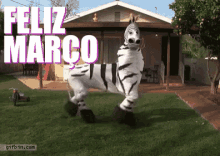 Já é Março / Março Chegou / Feliz Março / Zebra Dançando / GIF - Zebra Dancing March GIFs