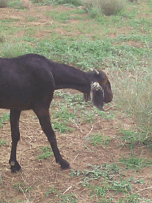 a black goat with a white spot on its head is eating grass