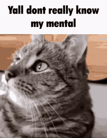 Yall Dont Really Know My Mental Cat GIF - Yall Dont Really Know My Mental Cat GIFs