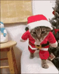 Cats Santa GIF - Cats Santa Pets GIFs
