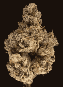 a close up of a plant with a black background