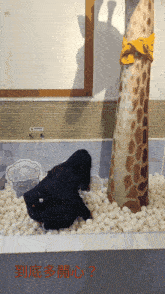 a woman playing in a pool of white balls with a giraffe in the background