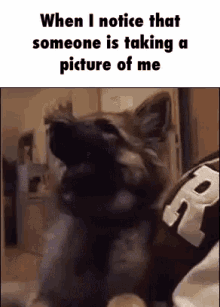 doggo when i notice that someone is taking a picture of me dogs