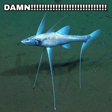 a fish with long legs and a caption that says " damn "