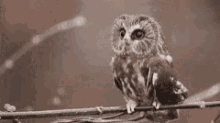 Beautiful Owl Owl GIF - Beautiful Owl Owl Beautiful GIFs
