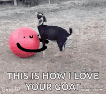 Goat Playing GIF - Goat Playing Ball GIFs