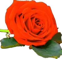 a single orange rose with green leaves is against a white background