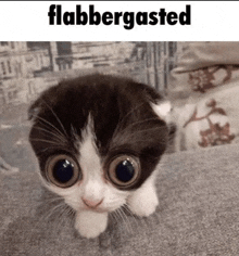 Flabbergasted Cat GIF - Flabbergasted Cat Cat Meme GIFs
