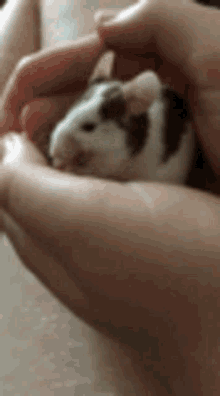 Mouse Cleaning GIF