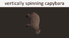 Capybara Spinning GIF - Capybara Spinning Vertically GIFs