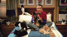 a man sits on a bed surrounded by cats and a sign that says cbs