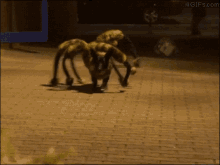 Spider Dog Prank GIF - Dog Spider Prank GIFs