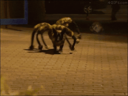 Spider Dog Prank GIF Dog Spider Prank Discover Share GIFs