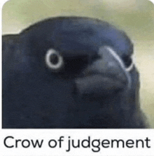 Crow Judging GIF - Crow Judging Shame On You GIFs