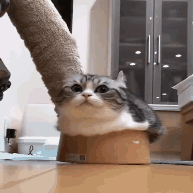 Comaru Cat GIF - Comaru Cat - Discover & Share GIFs