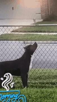 Dog eats sale bird on fence