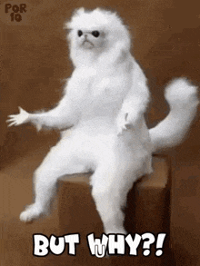 a white cat is sitting on a box with the words `` but why '' written on it .