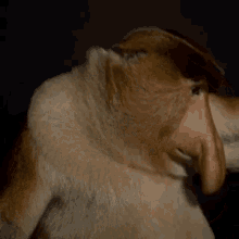 носбрехуна Proboscis Monkey GIF - носбрехуна Proboscis Monkey Looking Around GIFs