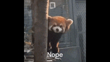 a red panda is peeking out from behind a tree and looking at the camera .