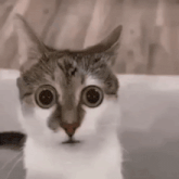 a close up of a cat 's face with big eyes .
