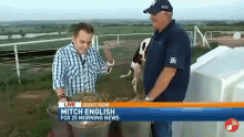 a man is feeding a cow on a fox 25 morning news program
