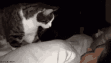 Cat Tapping GIF - Cat Tapping Human GIFs