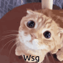 Wsg Cat GIF - Wsg Cat Cute GIFs