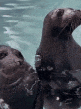 two seals are swimming in the water and one is looking at the camera