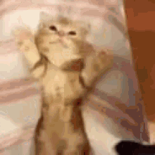 Cat Good Morning GIF - Cat Good Morning Bed GIFs