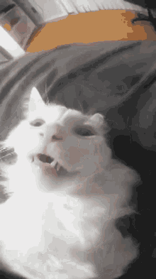 Cat Funny Haha Hee Hoo Ha Funni GIF - Cat Funny Haha Hee Hoo Ha Funni Cat GIFs