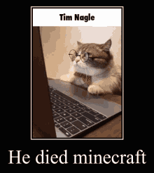 Tim Nagle Cat GIF - Tim Nagle Cat Computer GIFs