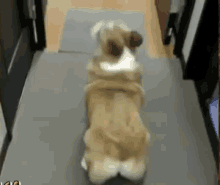 Bubble Butt Pup. GIF - Corgi Shake Booty GIFs