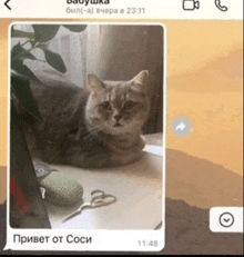 a cat laying on a table next to a pair of scissors and a phone
