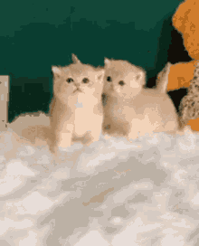 Cute Cute Kittys GIF - Cute Cute Kittys GIFs