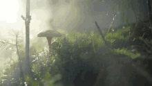 Smokey Mushroom GIF - Smokey Mushroom GIFs
