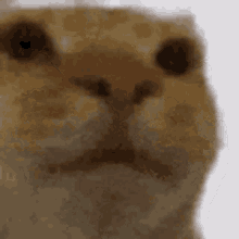 a close up of a cat 's face looking at the camera .