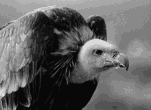 Bird Vulture GIF - Bird Vulture GIFs