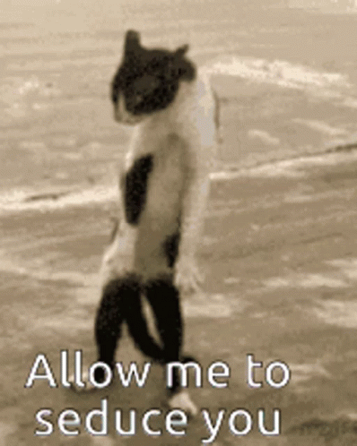 Cat Allow Me GIF - Cat Allow Me Seduce - Discover & Share GIFs