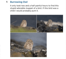 a picture of a burrowing owl on a rock with a caption