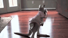Come At Me Bro! GIF - Anteater Kangaroo Come At Me Bro GIFs