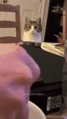Cat Zoom GIF - Cat Zoom Close Up GIFs