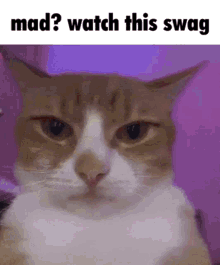 Swag Daveo GIF - Swag Daveo Cat GIFs