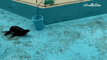 Sliding The Pet Collective GIF - Sliding The Pet Collective Cleaning The Pool GIFs
