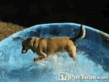 Doggie Paddle GIF - Dogs Water Summer GIFs